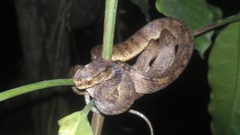 Pareas carinatus