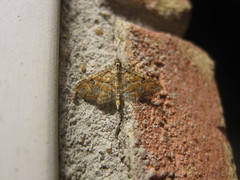 Ommatospila narcaeusalis