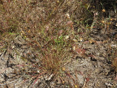 Pentameris airoides airoides