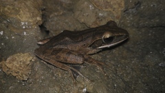 Polypedates leucomystax