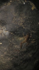 Microhyla achatina