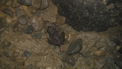Microhyla achatina