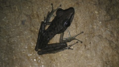 Chalcorana chalconota