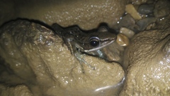 Chalcorana chalconota