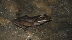 Polypedates leucomystax
