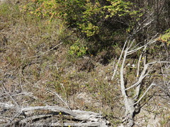 Aspalathus retroflexa bicolor