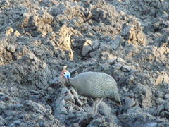 Numida meleagris mitratus