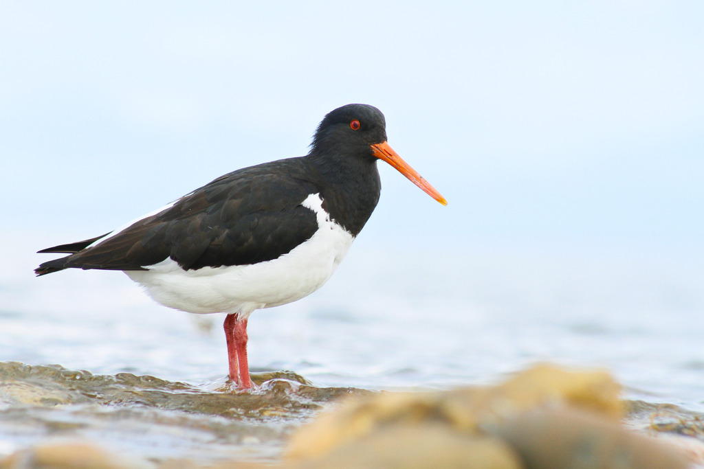 South Island Oystercatcher