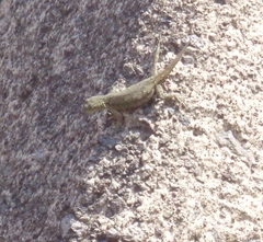 Sceloporus grammicus