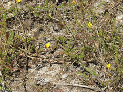 Aspalathus retroflexa bicolor