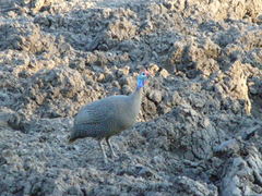 Numida meleagris mitratus