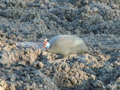 Numida meleagris mitratus