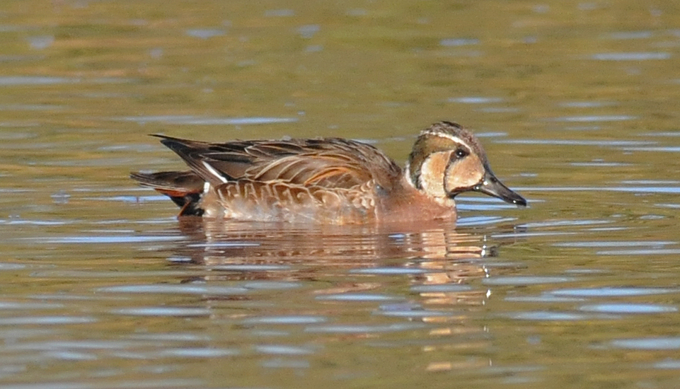 Baikal Teal