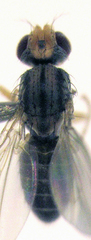 Scaptomyza flava