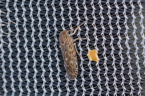 Momar fumidus