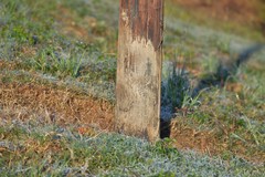 Sus scrofa domesticus