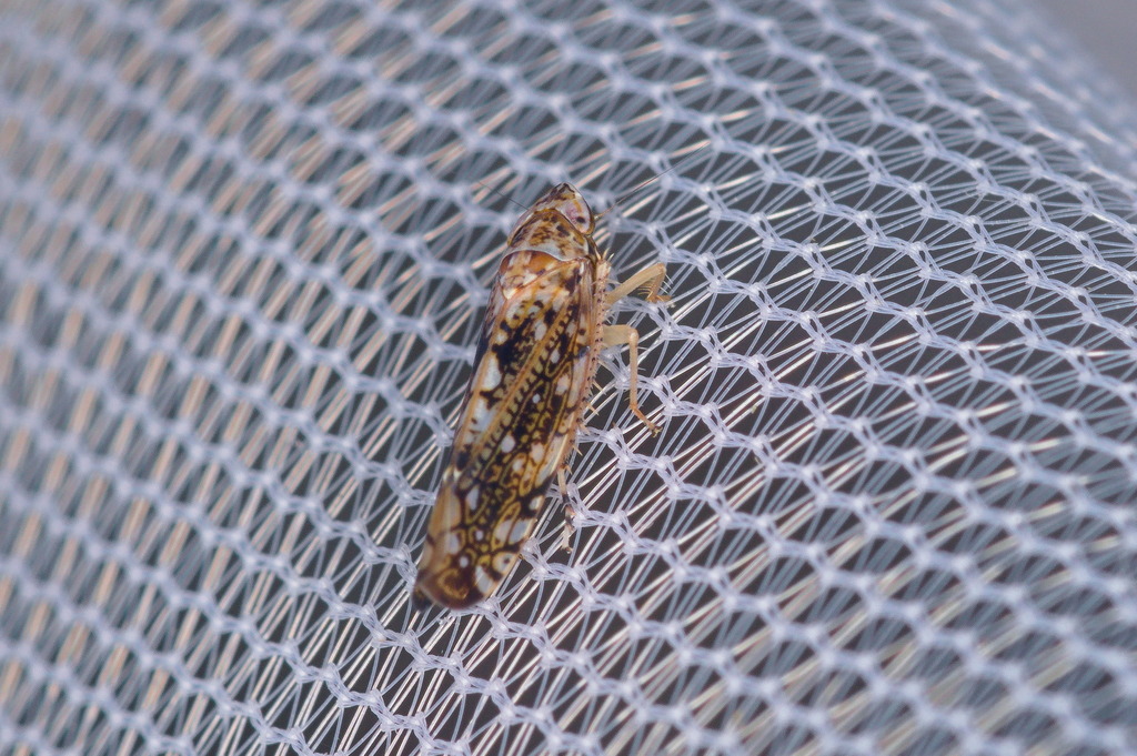 Prescottia brickellia