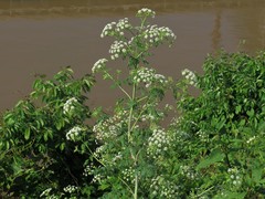 Conium maculatum