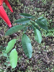 Brosimum alicastrum