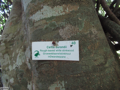 Celtis gomphophylla