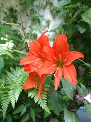 Hippeastrum petiolatum