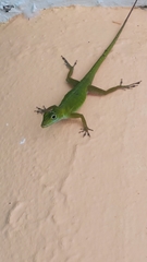 Anolis evermanni