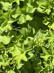 Alchemilla subcrenata, photograph author not stated, no rights reserved