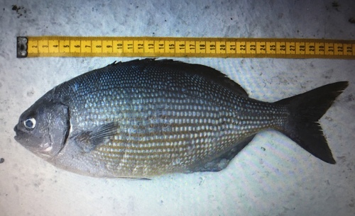 Bermuda sea chub (Kyphosus bigibbus) — Kyphosidae — 2