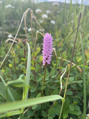 Meadow Bistort (Bistorta plumosa)