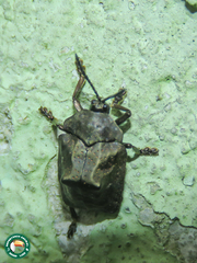 Polychalca platynota