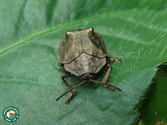 Polychalca platynota