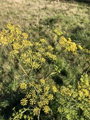 Pastinaca