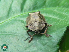 Polychalca platynota