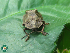 Polychalca platynota