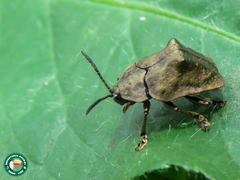 Polychalca platynota