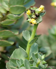 Portulaca molokiniensis