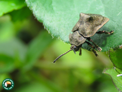 Polychalca platynota