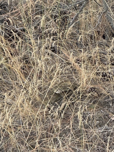 Northern Pacific Rattlesnake