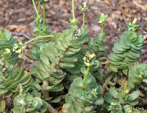 Portulaca molokiniensis observed 2019-10-16