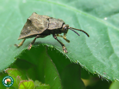 Polychalca platynota