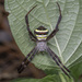 Multi-coloured Saint Andrew's Cross Spider - Photo (c) MSOne, some rights reserved (CC BY-NC-ND), uploaded by MSOne