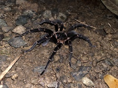 Cyrtopholis portoricae