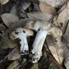 Russula densifolia