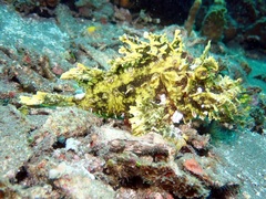 Popeyed Scorpionfish photo 3