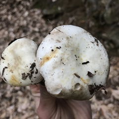Russula densifolia