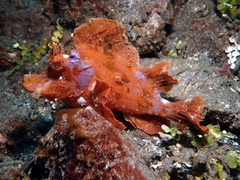 Rhinopias eschmeyeri
