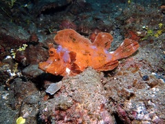 Rhinopias eschmeyeri
