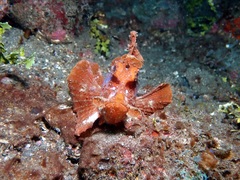 Rhinopias eschmeyeri