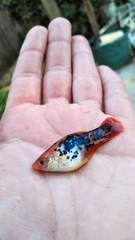 Xiphophorus variatus