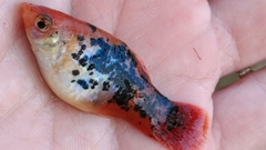 Xiphophorus variatus